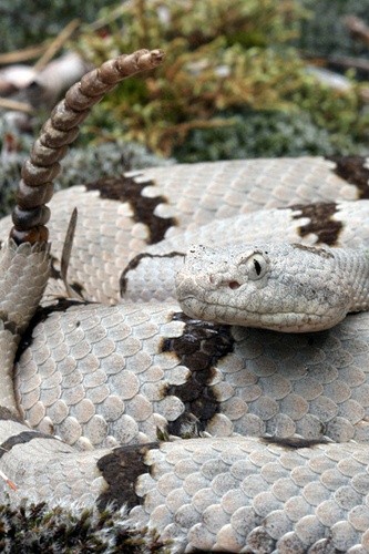 Photo:  Banded Rock Rattlesnake